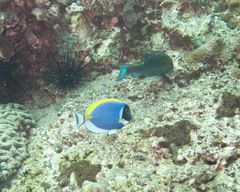 Acanthurus leucosternon
