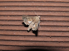 Penicillaria maculata