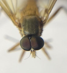 Rhagio terminalis