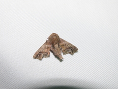 Penicillaria maculata