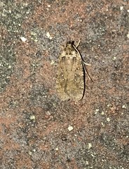 Helcystogramma melantherella