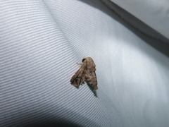 Penicillaria maculata