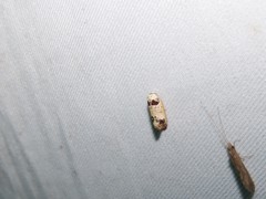 Terthreutis