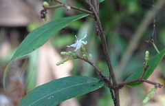 Ichnocarpus frutescens