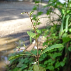 Ichnocarpus frutescens