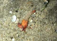Clione limacina