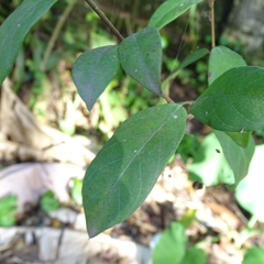 Ichnocarpus frutescens