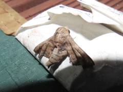 Penicillaria maculata