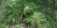 Zamia loddigesii