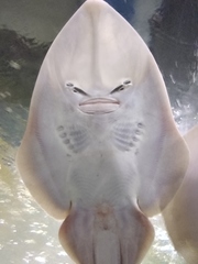 Glaucostegus obtusus