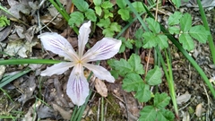 Iris purdyi