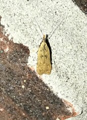 Dichomeris punctipennella