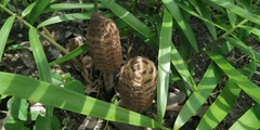 Zamia loddigesii