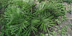 Zamia loddigesii