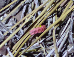 Microphotus angustus