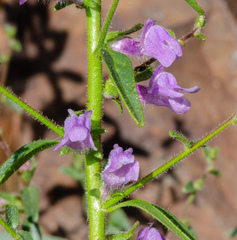 Sairocarpus vexillocalyculatus breweri