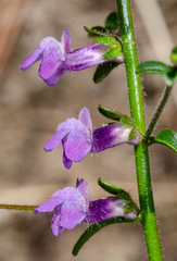 Sairocarpus vexillocalyculatus breweri