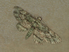 Gymnoscelis chlorobapta