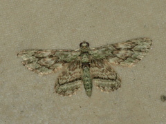 Gymnoscelis chlorobapta