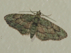 Gymnoscelis chlorobapta
