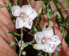 Hesperolinon disjunctum