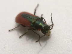 Malachius aeneus
