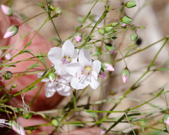 Hesperolinon disjunctum