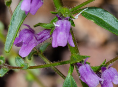 Sairocarpus vexillocalyculatus breweri