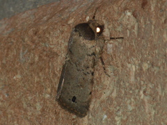 Athetis maculatra
