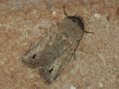 Athetis maculatra