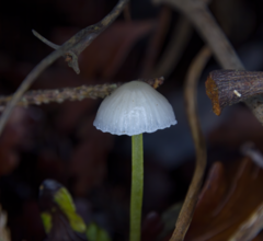 Mycena subviscosa