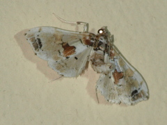 Leucinodes orbonalis