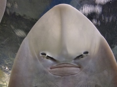 Glaucostegus obtusus