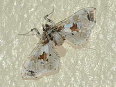 Leucinodes orbonalis