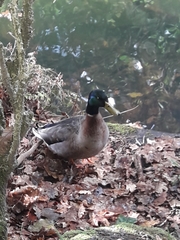 Anas platyrhynchos