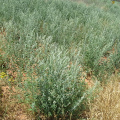 Chenopodium desiccatum leptophylloides