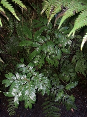 Ptisana salicina