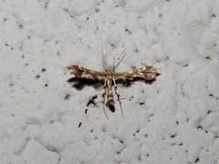 Geina periscelidactylus