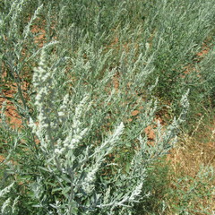 Chenopodium desiccatum leptophylloides