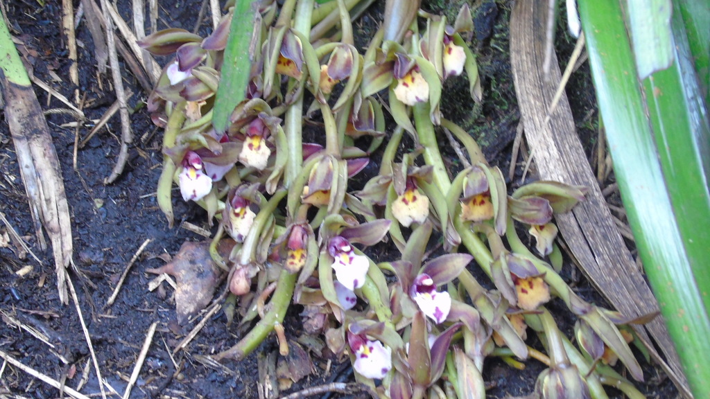 Cymbidium atropurpureum (Lindl.) Rolfe 2