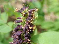 Amorpha glabra