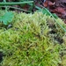 Tree Mat Homalothecium Moss - Photo (c) Kem Luther, some rights reserved (CC BY-SA), uploaded by Kem Luther