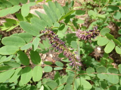 Amorpha glabra