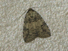 Tolpia conscitulana