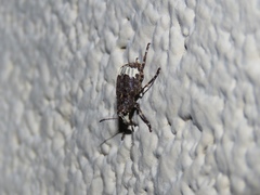 Eurymycter