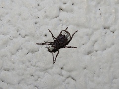 Eurymycter