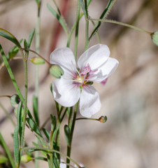 Hesperolinon disjunctum