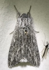 Acronicta lanceolaria
