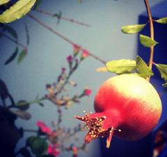 Punica granatum