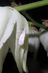 Tegeticula yuccasella